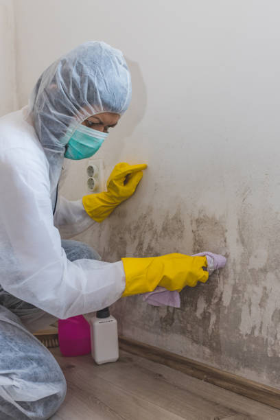 Best Mold Odor Removal Services  in Windsor, MO
